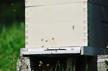 Image showing bee home at meadow