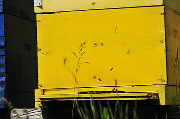 Image showing bee home at meadow