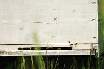 Image showing bee home at meadow