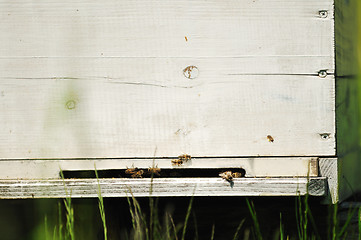 Image showing bee home at meadow