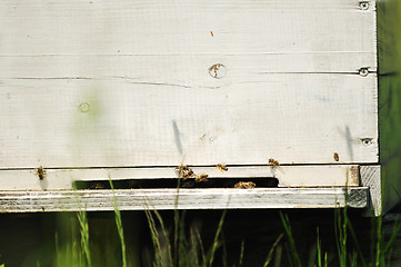 Image showing bee home at meadow