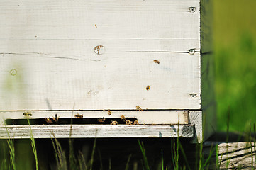 Image showing bee home at meadow