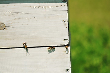 Image showing bee home at meadow