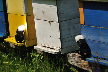 Image showing bee home at meadow