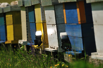 Image showing bee home at meadow