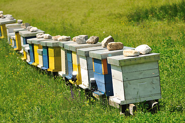 Image showing bee home at meadow