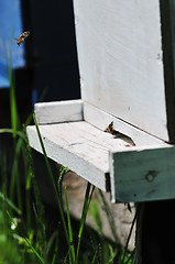 Image showing bee home at meadow