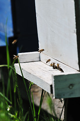 Image showing bee home at meadow