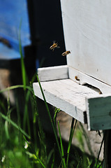 Image showing bee home at meadow