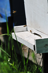 Image showing bee home at meadow