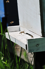 Image showing bee home at meadow