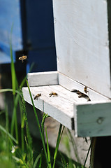 Image showing bee home at meadow