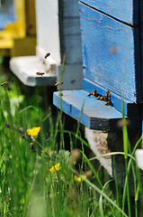 Image showing bee home at meadow