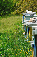 Image showing bee home at meadow