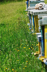 Image showing bee home at meadow