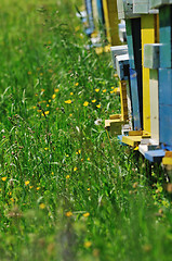 Image showing bee home at meadow