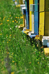 Image showing bee home at meadow