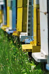 Image showing bee home at meadow