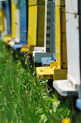 Image showing bee home at meadow