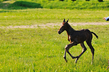 Image showing baby horse