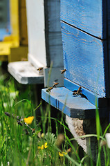 Image showing bee home at meadow