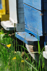 Image showing bee home at meadow