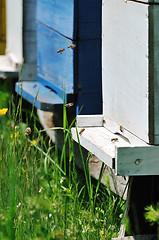 Image showing bee home at meadow