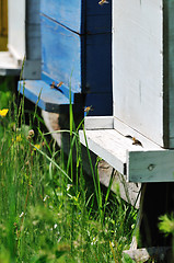 Image showing bee home at meadow