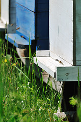 Image showing bee home at meadow