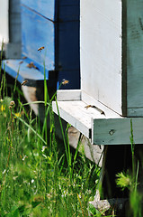 Image showing bee home at meadow