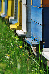 Image showing bee home at meadow