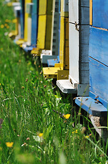 Image showing bee home at meadow