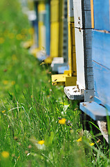 Image showing bee home at meadow