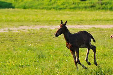 Image showing baby horse