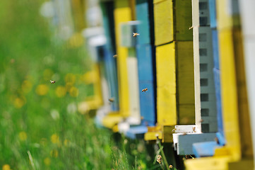 Image showing bee home at meadow
