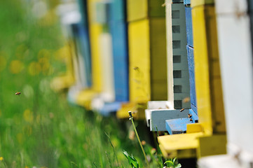 Image showing bee home at meadow