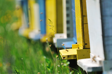 Image showing bee home at meadow