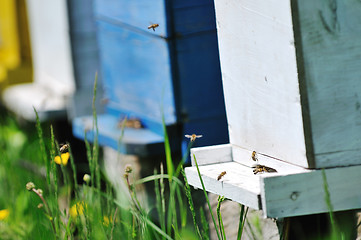 Image showing bee home at meadow