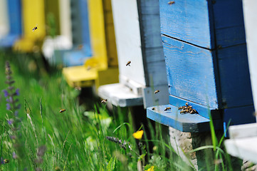 Image showing bee home at meadow