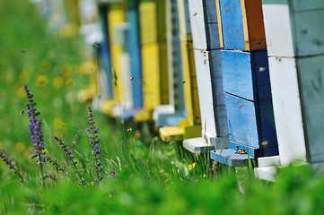 Image showing bee home at meadow