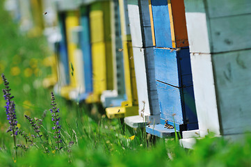 Image showing bee home at meadow