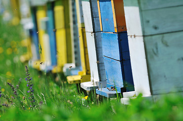 Image showing bee home at meadow