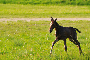 Image showing baby horse