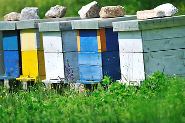 Image showing bee home at meadow