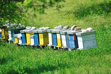 Image showing bee home at meadow