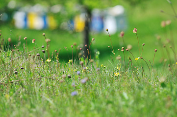 Image showing bee home at meadow