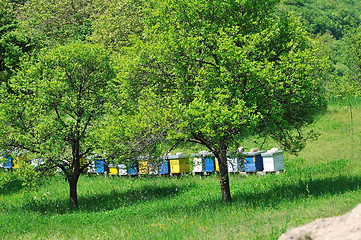 Image showing bee home at meadow