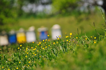 Image showing bee home at meadow