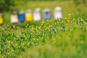 Image showing bee home at meadow