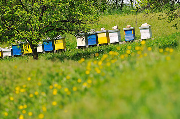 Image showing bee home at meadow